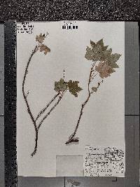 Ribes glandulosum image