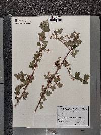 Ribes alpinum image