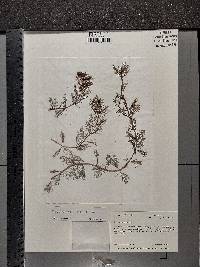 Myriophyllum spicatum image