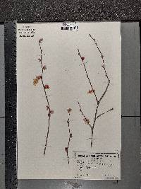 Corylopsis glabrescens image