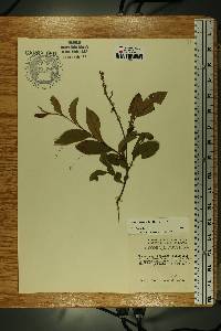 Lyonia ligustrina var. ligustrina image