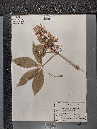 Aesculus glabra image