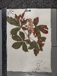 Aesculus glabra image