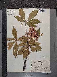 Aesculus glabra image