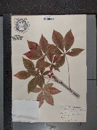 Aesculus glabra image