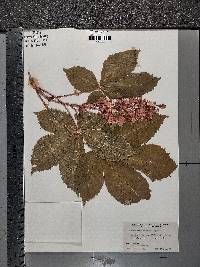 Aesculus × carnea image