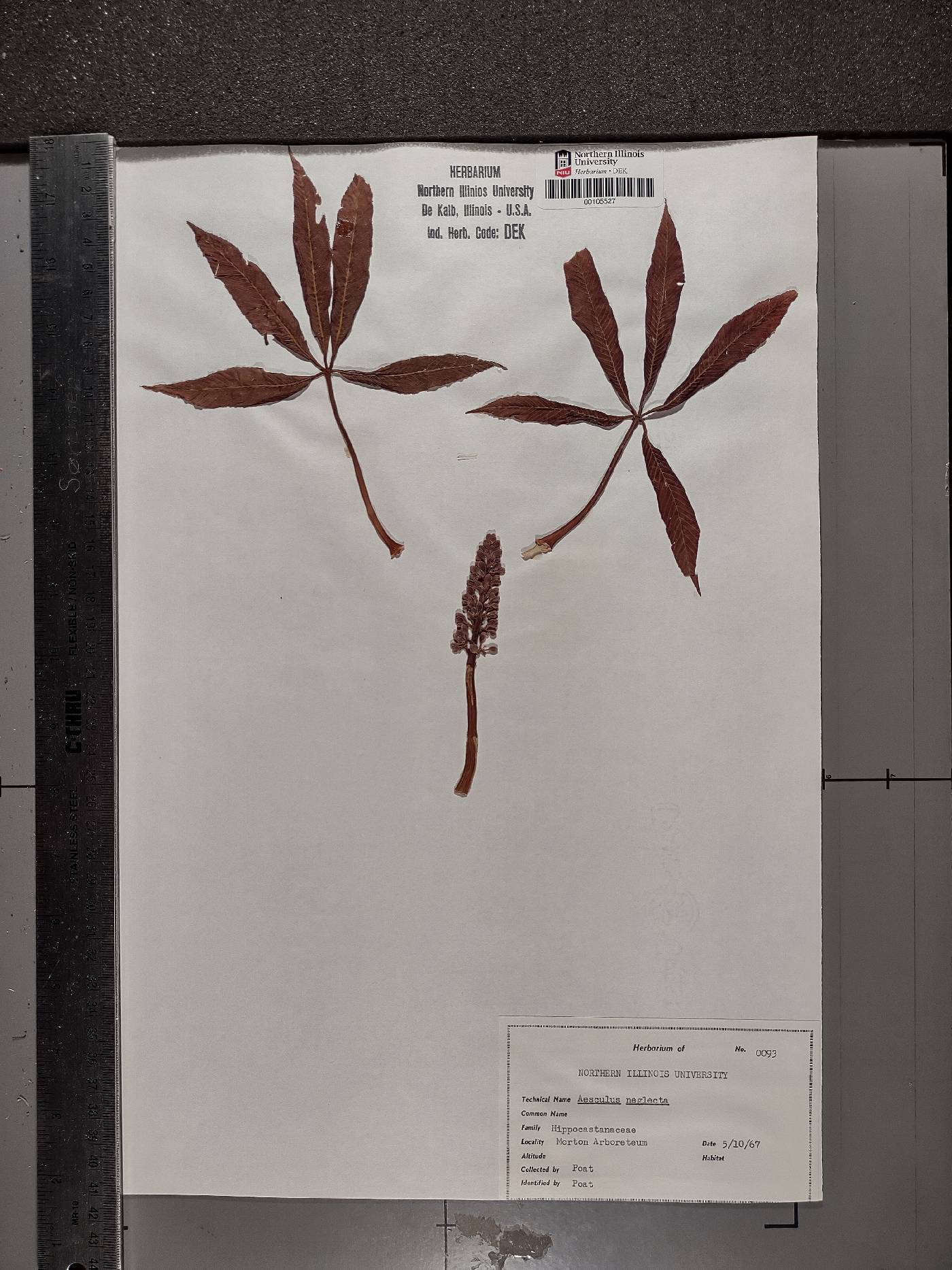 Aesculus × neglecta image