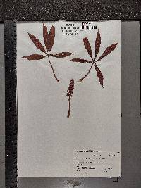 Image of Aesculus × neglecta