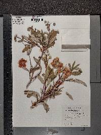 Carpenteria californica image