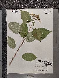 Hydrangea cinerea image