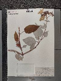 Hydrangea cinerea image