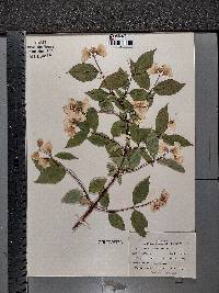 Philadelphus coronarius image