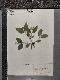 Philadelphus coronarius image