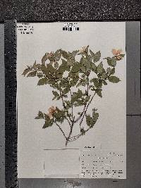 Philadelphus coronarius image