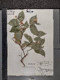 Philadelphus sericanthus image