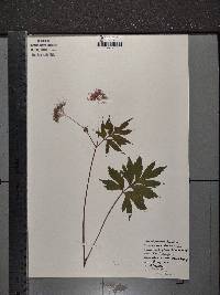 Hydrophyllum virginianum image