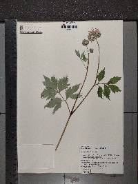 Hydrophyllum virginianum image
