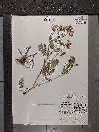 Phacelia bipinnatifida image