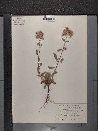 Phacelia heterophylla image