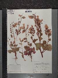 Phacelia minor image