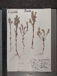 Phacelia linearis image