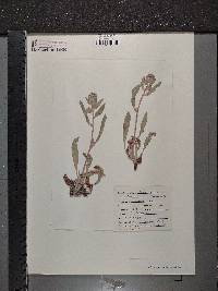 Phacelia heterophylla image