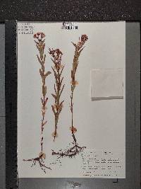 Hypericum denticulatum image