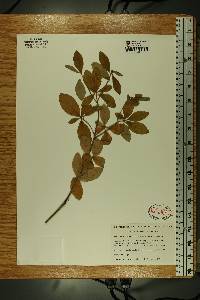 Rhododendron menziesii image
