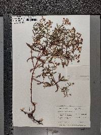 Hypericum sphaerocarpum image