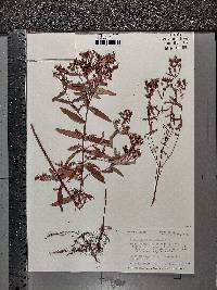 Hypericum sphaerocarpum image