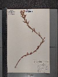 Hypericum sphaerocarpum image