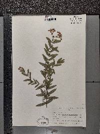 Hypericum sphaerocarpum image