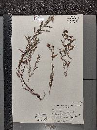 Hypericum sphaerocarpum image