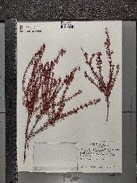 Hypericum brachyphyllum image