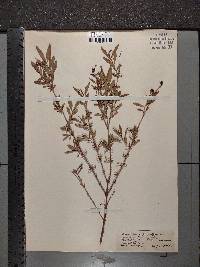 Hypericum densiflorum image