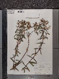 Hypericum sphaerocarpum image