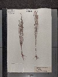 Hypericum drummondii image