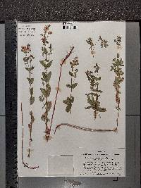 Hypericum scouleri image