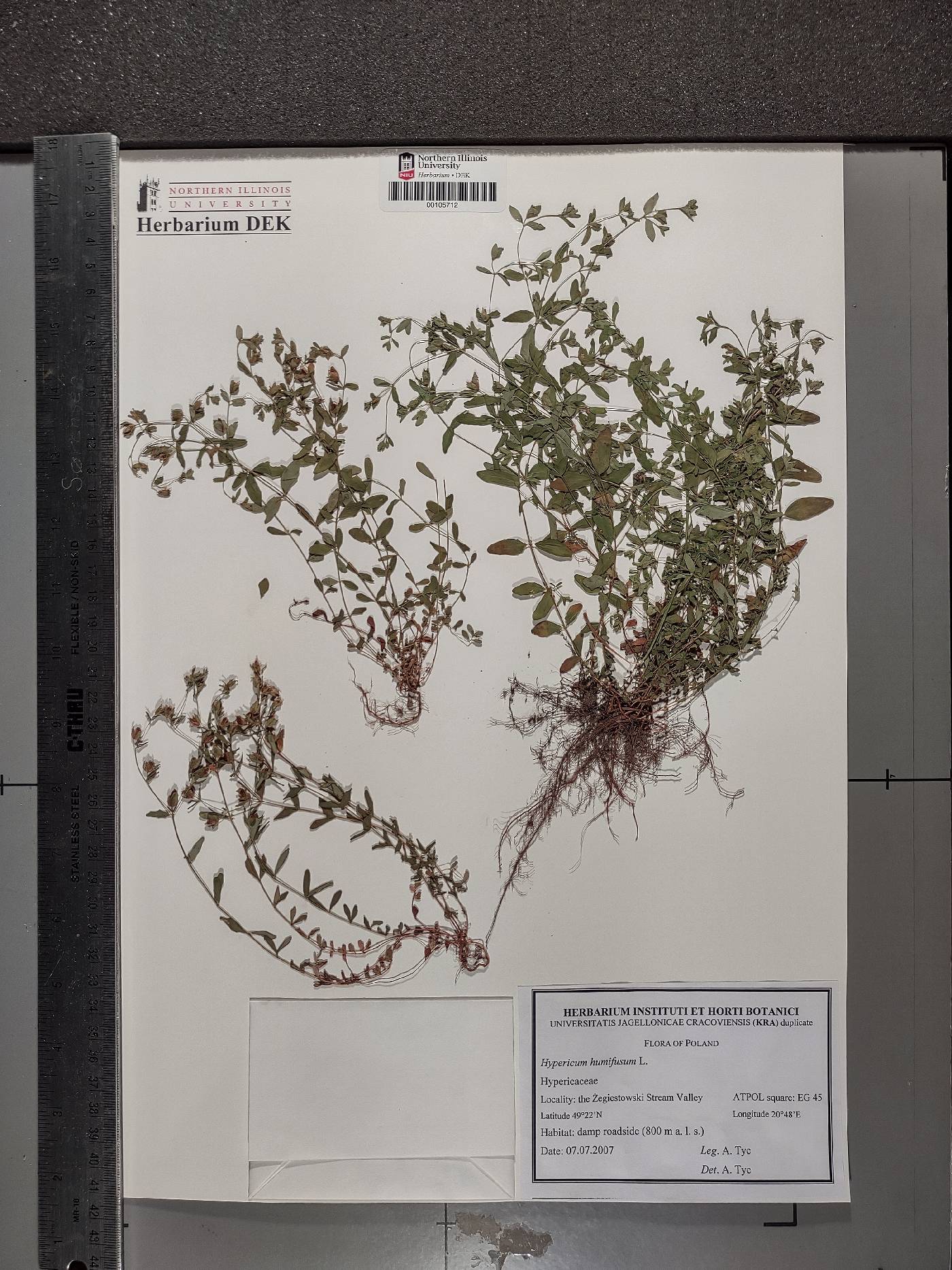 Hypericum humifusum image