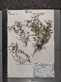 Hypericum humifusum image