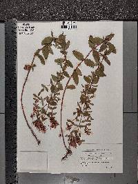 Hypericum maculatum image