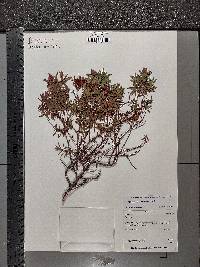 Hypericum revolutum image