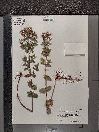 Hypericum tetrapterum image