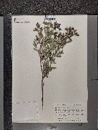 Hypericum densiflorum image