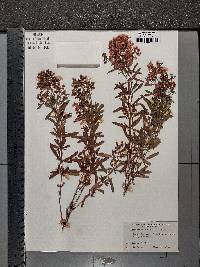 Hypericum densiflorum image