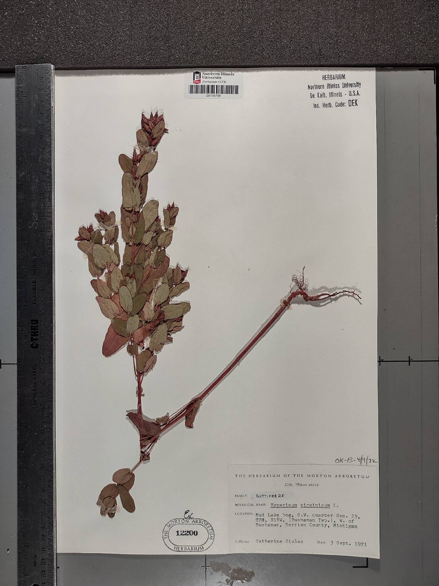 Hypericum virginicum image