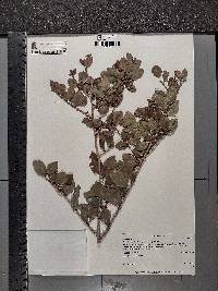 Apodytes dimidiata image