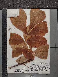 Carya glabra var. odorata image