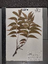 Carya illinoinensis image