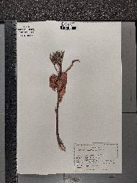 Carya ovata var. australis image